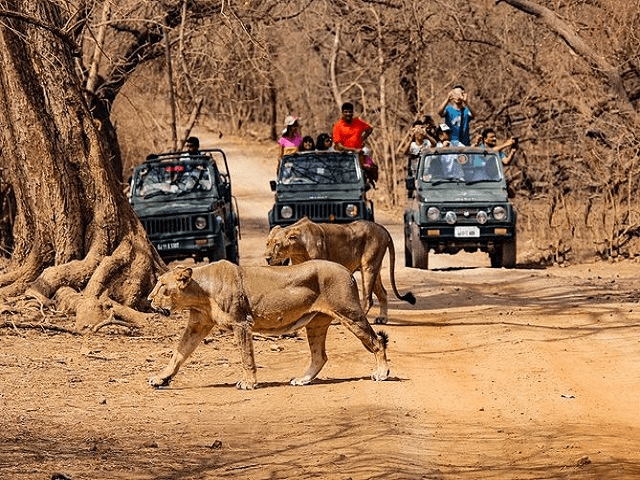  Gir National Park